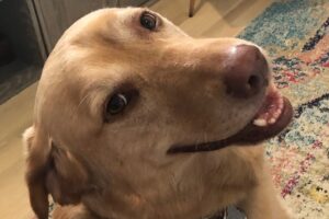 Pet Insurance: Is It Worth It?