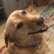 Pet Insurance: Is It Worth It?